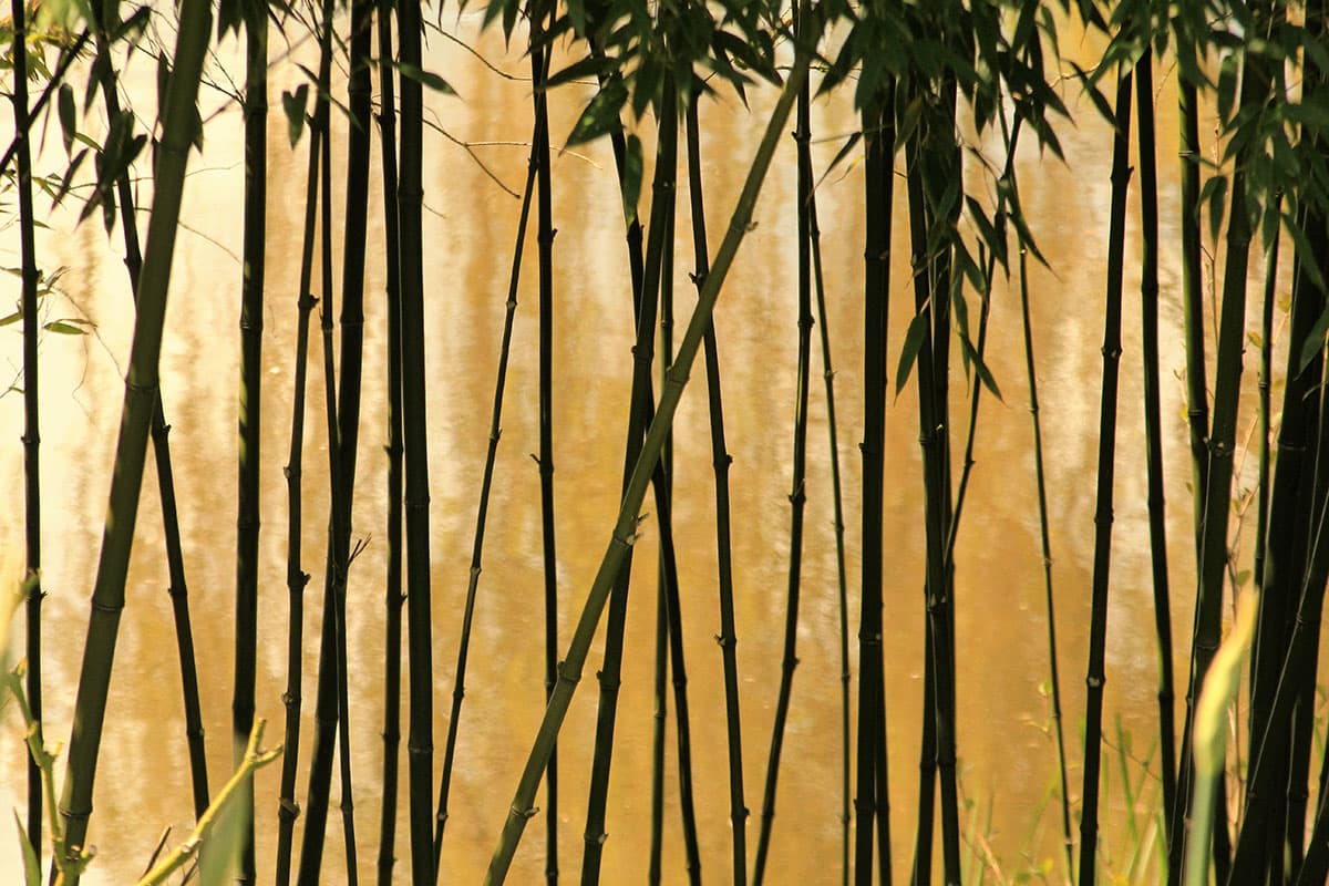 BAMBOO: SUSTAINABLE MATERIALITY